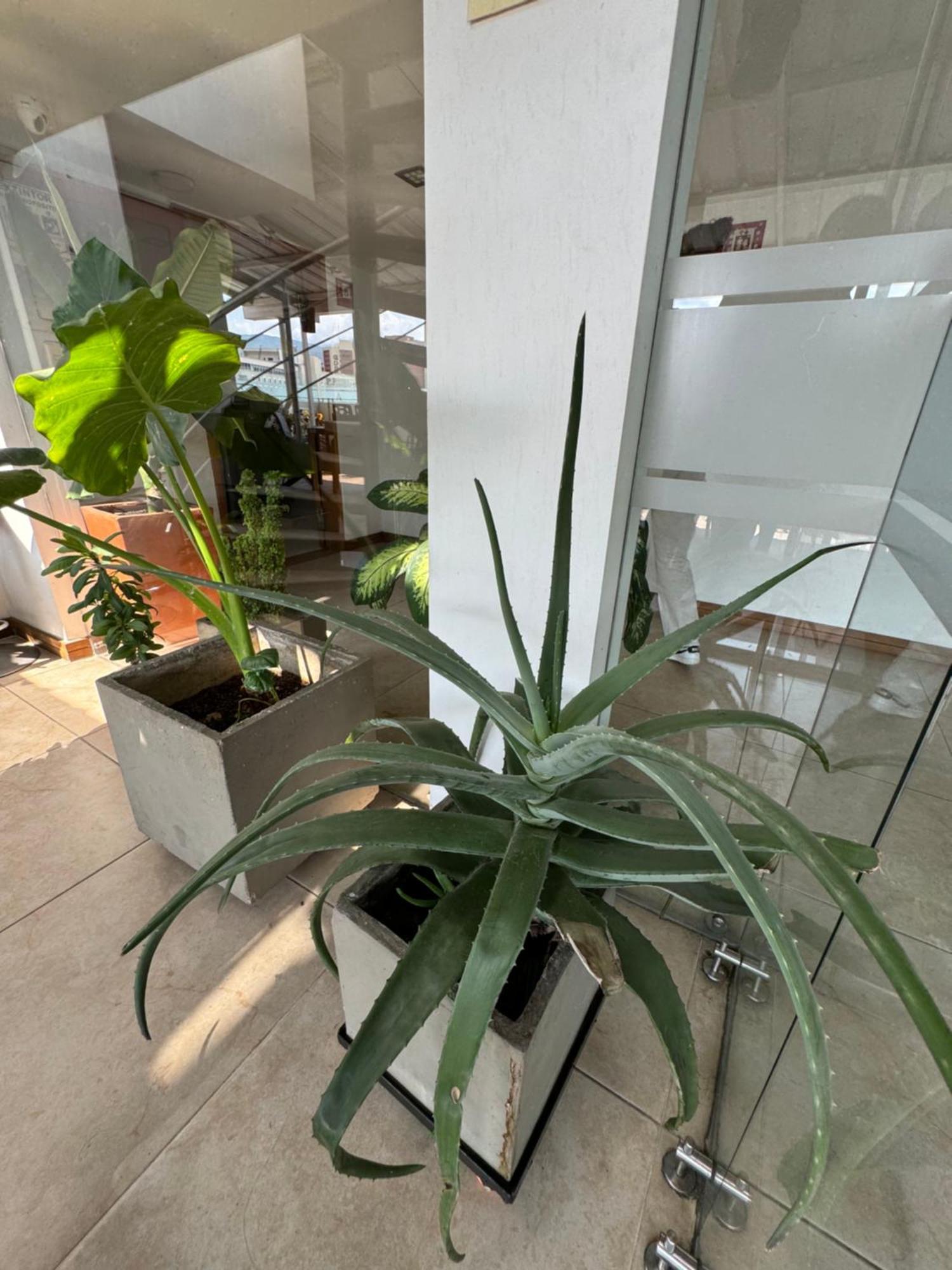 קאלי Hotel San Antonio Plaza מראה חיצוני תמונה